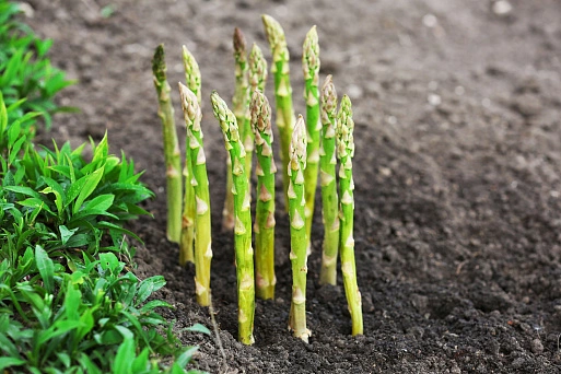 Фото: Агрикола 