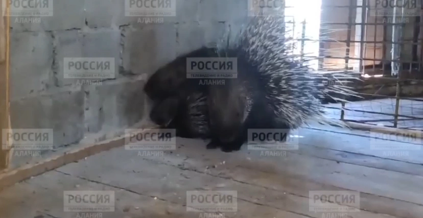 Фото: Вести. Алания 