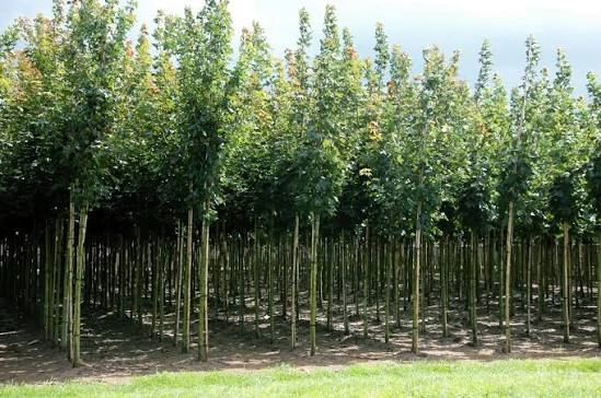 Фото: Аланиялес