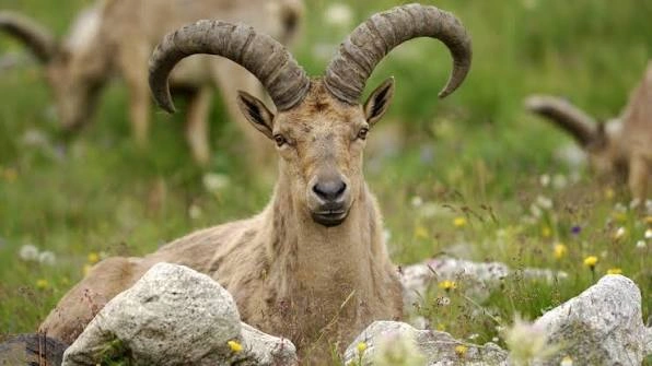 Фото: nature.kremlin.ru