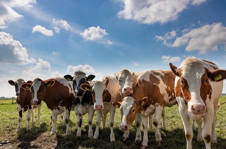 Фото: liberti-agro.by