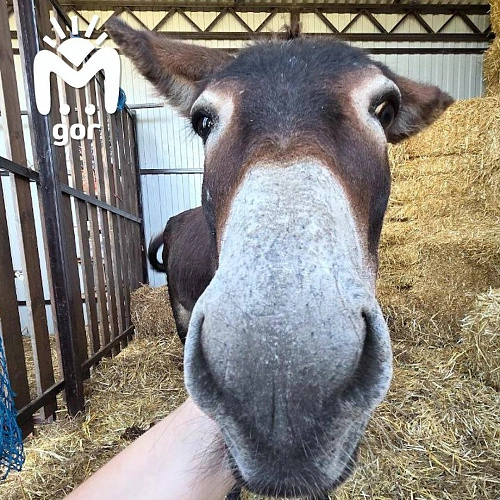Фото: Новости Владикавказа