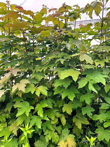 Фото: ИрИнформ