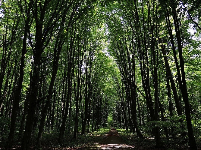 Фото: Википедия 