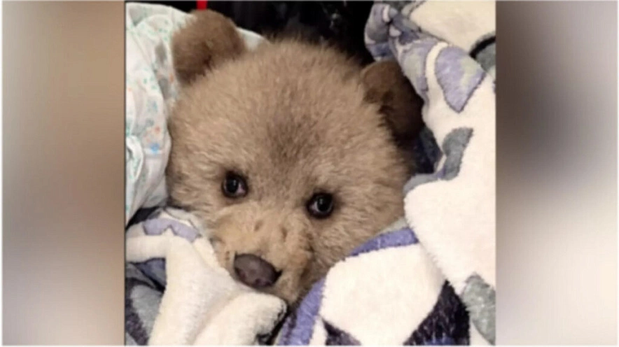 Фото: Открытый источник 