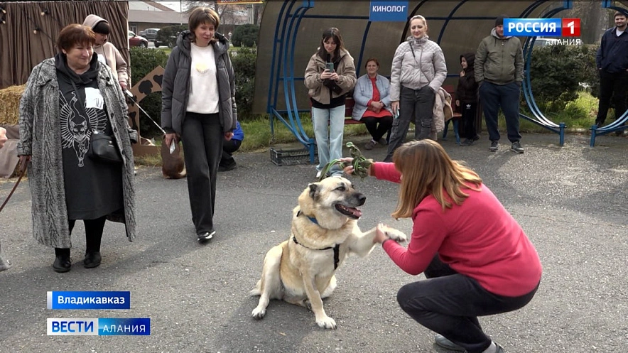 Фото: Лента новостей Владикавказа 