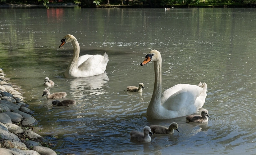 Фото: 15 регион 