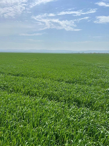 Фото: фото ГТРК-Алания