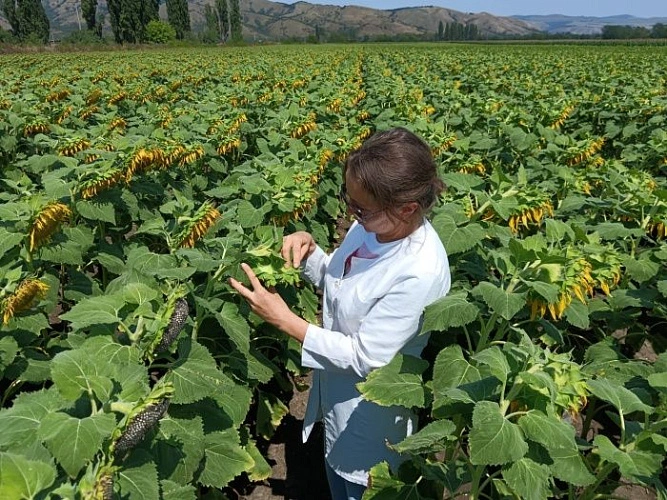 Фото: Россельхозцентр 