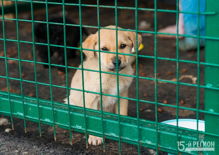 Фото: 15 регион 