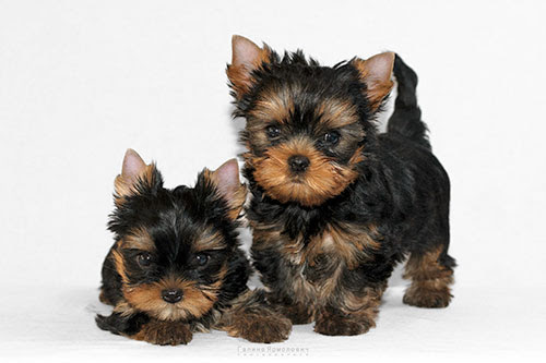 Фото: doggen.ru Фото: doggen.ru
