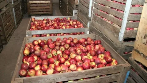 Фото: тг канал Главы РСО-А