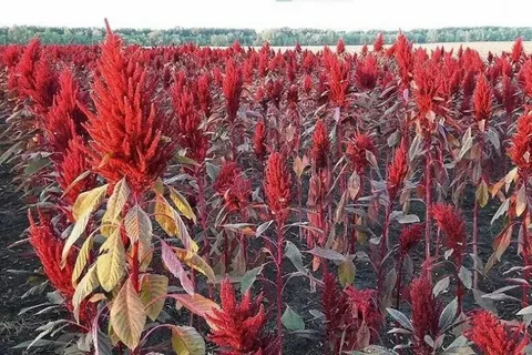 Фото: открытый источник