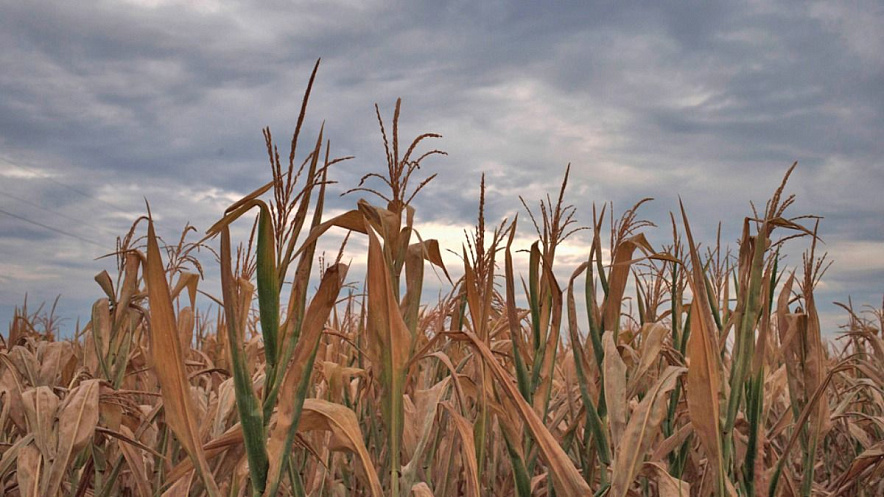 Фото: AgroExpert.ru Фото: AgroExpert.ru